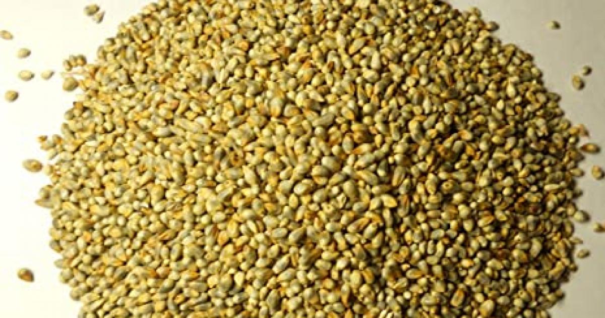 குளூட்டன் இல்லாத கம்பு சிறுதானியங்களில் சிறந்தது gluten free rye