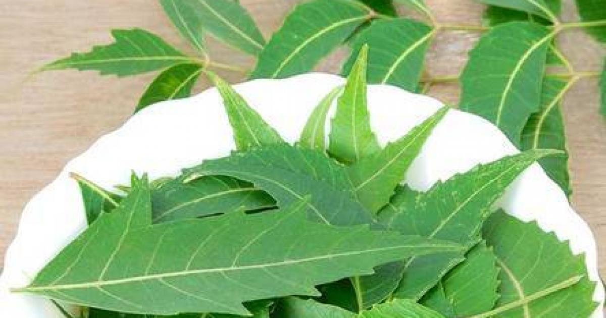 நோயெதிர்ப்பு அதிகரிக்கும்..கரும்புள்ளிகள் அகலும்..பேன் தொல்லை போக்கும்