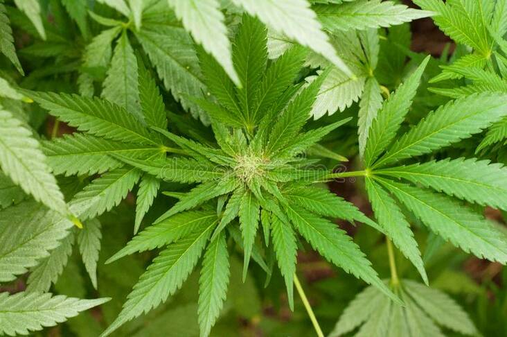 ganja plant.jpg