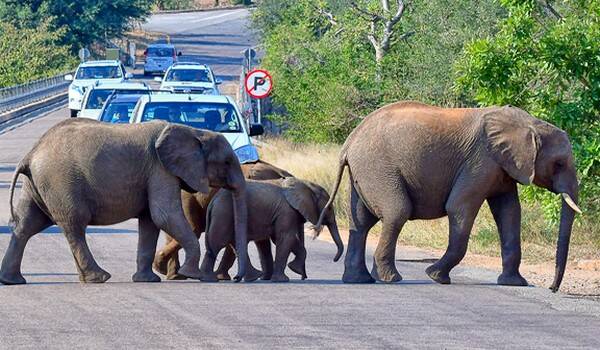 Elephant routes