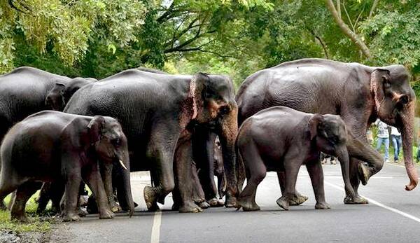 Elephants Route