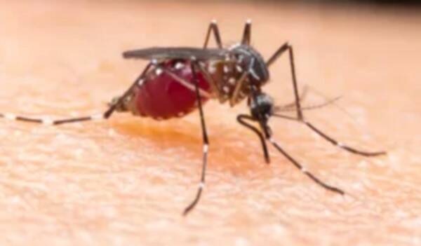 Dengue mosquito 
